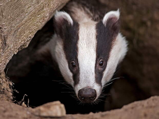 Блог - Создания, которые любят игры, уборку и походы в гости: 7 любопытных фактов о барсуках Создания, которые любят игры, уборку и походы в гости: 7 любопытных фактов о барсуках