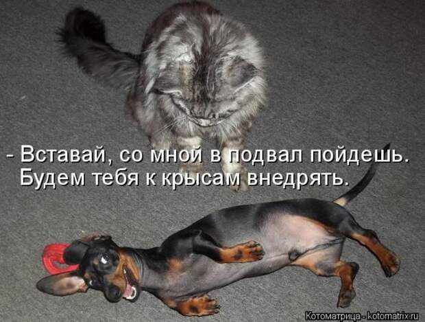 Лучшие котоматрицы недели