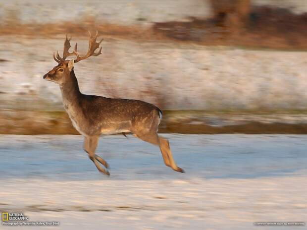 natgeowllpprs02 natgeowllpprs02 990x742 Обои для рабочего стола от National Geographic за апрель 2013