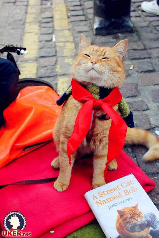 Bobthecat27 Рыжий кот Боб