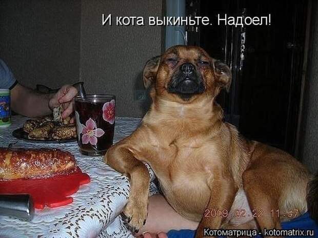 Лучшие котоматрицы недели