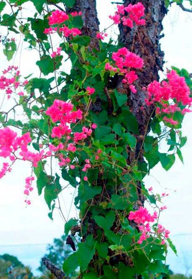 Комнатное растение Антигонон (Antigonon)