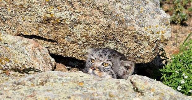Котенок в камнях