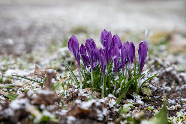 Синоптики назвали причину экстремального потепления в центре России