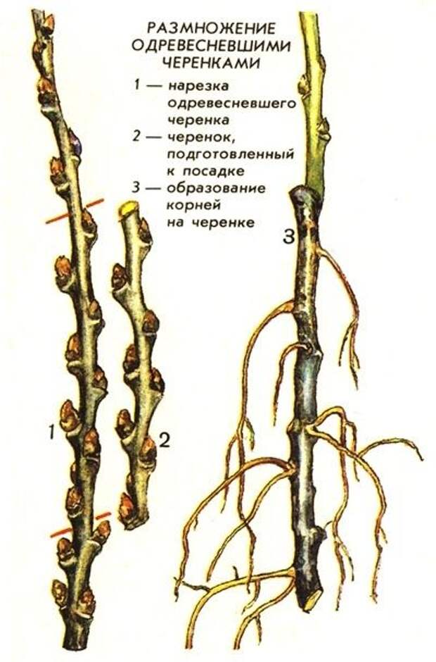 размножение одеревеневшими черенками
