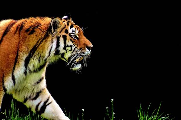 Тигр, Хищник, Мех, Красивый, Опасно, Большой Кот