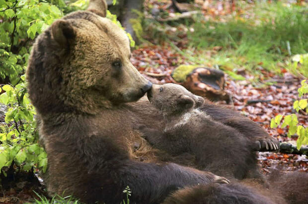 Маленький Барни, лежа на мягком животе у мамы, целует ее. Маленький Барни, лежа на мягком животе у мамы, целует ее.