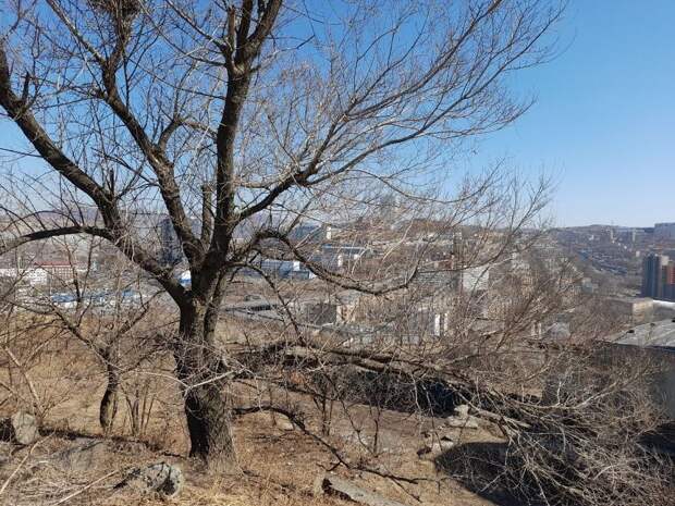 Вторник во Владивостоке прогнозируется сухой и тёплый