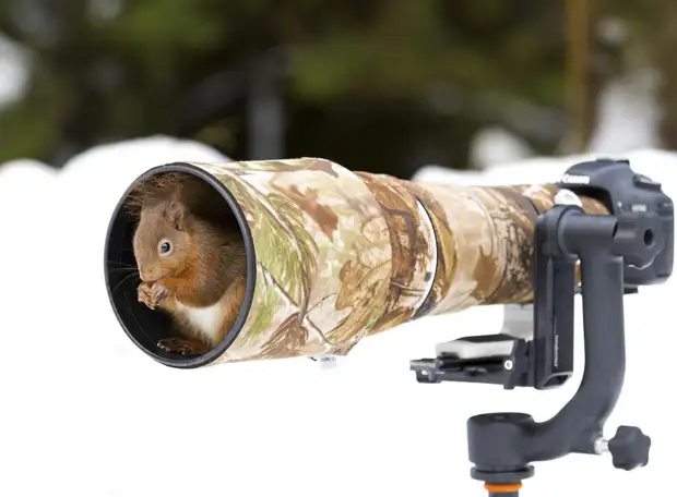 Помощники, однако