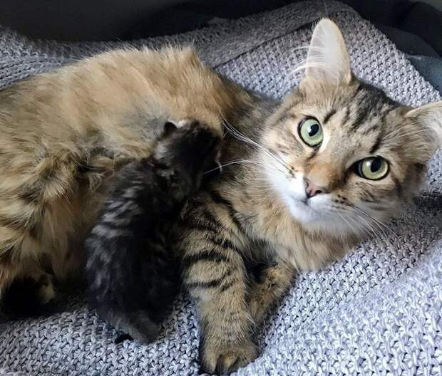 Котенок и кошка Кошка с котенком