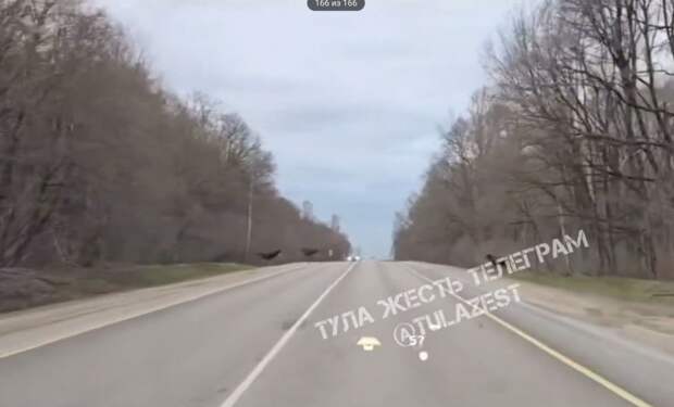 Водителей предупреждают о лосях на трассе Тула – Щекино