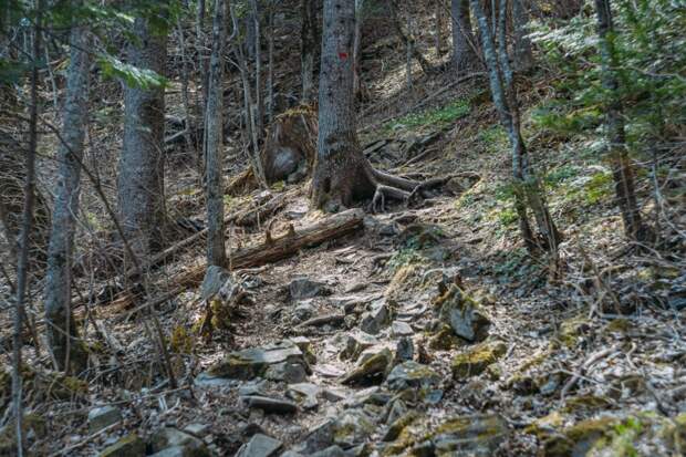 Появились новые "душераздирающие" подробности о девочке, которую маньяк утащил в лес