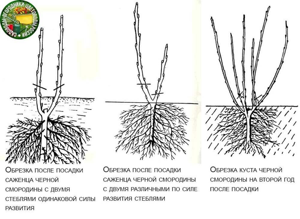 Как правильно посадить саженцы смородины осенью. Садим саженцы смородины весной. Посадка саженцев смородины весной. Посадка. Черенки смородины.
