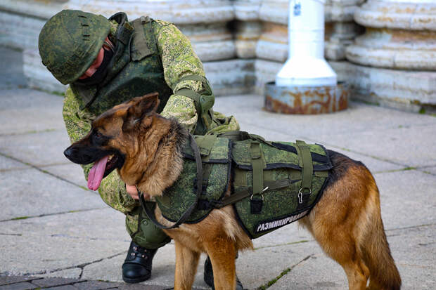 Российские собаки получили бронежилеты