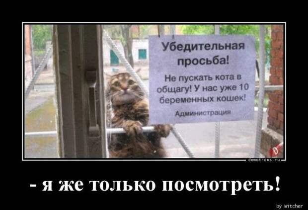 1589439978_demki-12.jpg