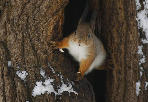 Фотографии животных за неделю