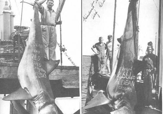 Вес акулы: 1208 кг. Одной из крупнейших пойманных акул, зарегистрированных Международной ассоциацией агентств рыбы и дичи, стала акула, пойманная Альфом Дином. На побережье австралийского Сидуна в 1959 году рыбак выловил 5-метровую акулу весом 1208 кг.
