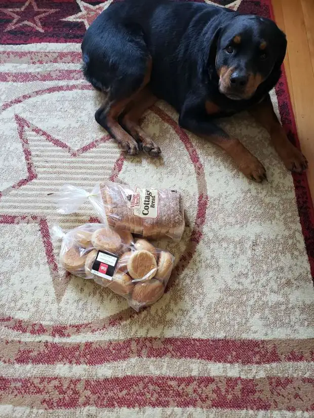собака с хлебом