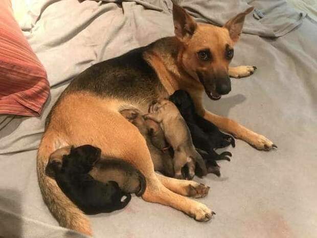 помощь собаке собака со щенками