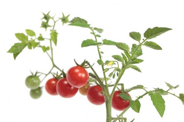 Компактные скороспелые томаты можно выращивать на балконе
