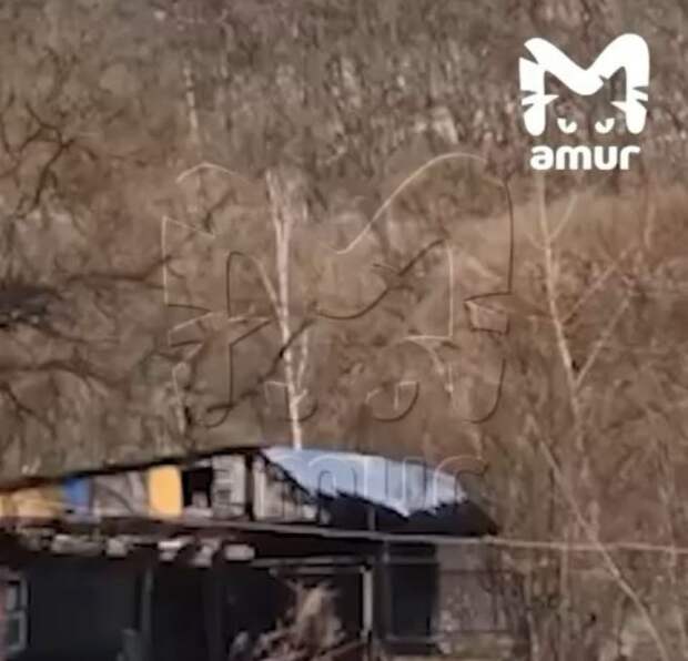 Леопард забрался в дом в Приморье: хищника прогоняли выстрелами