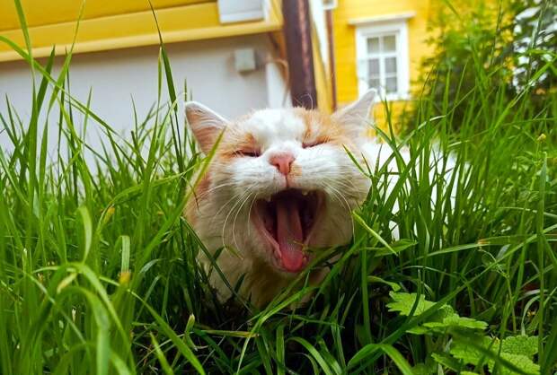 Опубликованы фотографии «рабочих» котов в Нижегородской области