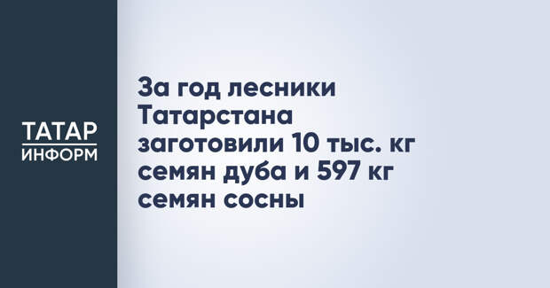 За год лесники Татарстана заготовили 10 тыс. кг семян дуба и 597 кг семян сосны