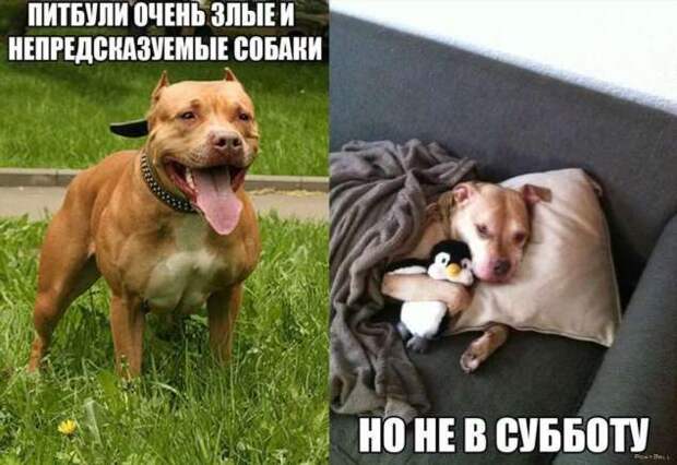 Смешные комментарии. Подборка chert-poberi-kom-chert-poberi-kom-59560217102020-12 картинка chert-poberi-kom-59560217102020-12