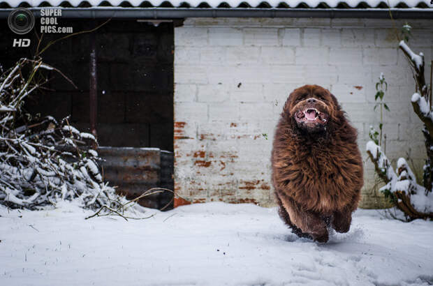 Снег — собачье счастье. (DELMER Christophe)