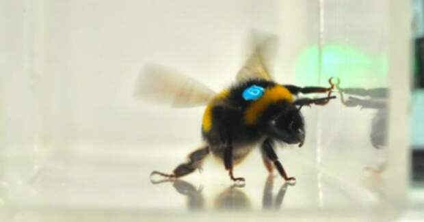 Шмели выучили сложный ритм и узнали его в другой сенсорной модальности