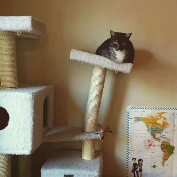 Котики - это не только жидкость, но и антигравитация Котики - это не только жидкость, но и антигравитация