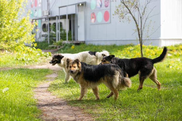 За восемь месяцев 2025 года в Тульской области отловили больше двух тысяч бездомных собак