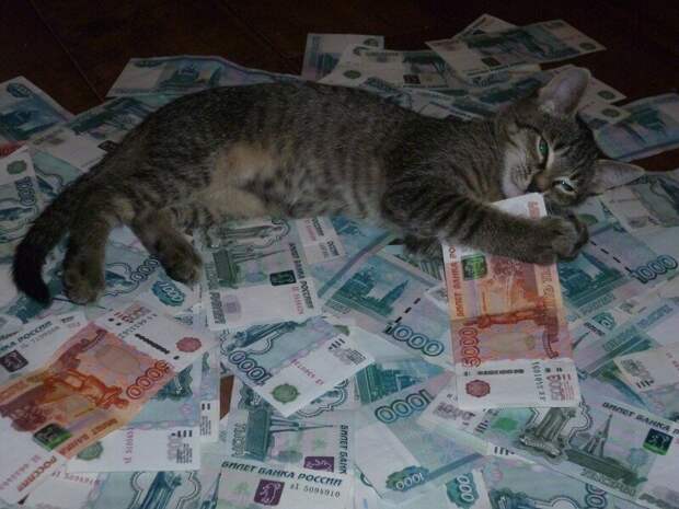 6. А котик-то не виноват, что хозяева - идиоты