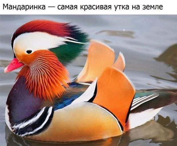 Забавные картинки с надписями со смыслом (11 фото) Забавные картинки с надписями со смыслом (11 фото)