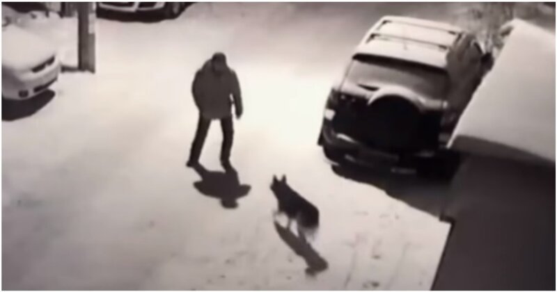 Мгновенная расплата за попытку пнуть собаку видео, животные, карма, пьяный, расплата, собака