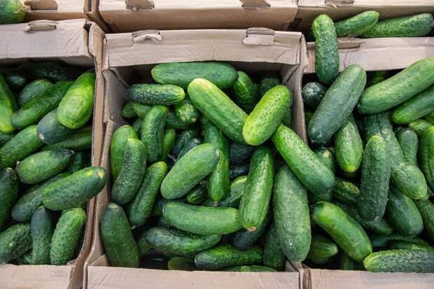 Минсельхоз раскрыл причины резкого роста цен на огурцы