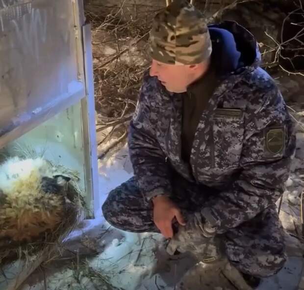 Самку амурского тигра, которая выходила к людям, отловили в Хабаровском крае