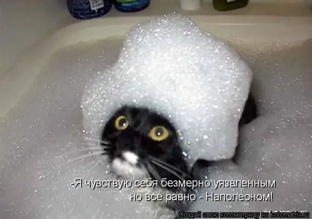 Лучшие котоматрицы