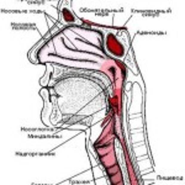 Отверстие носоглотки. Анатомия носоглотки человека. Носоглотка строение анатомия. Схема строения носоглотки. Строение носоглотки и гортани.