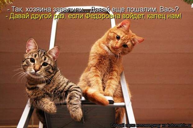 Лучшие котоматрицы недели (50 фото)
