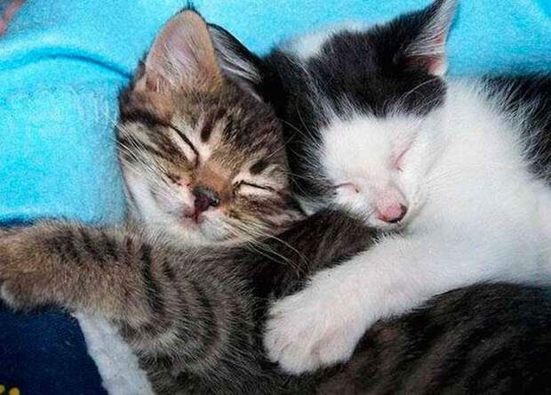 Кошачья любовь и обнимашки на фото