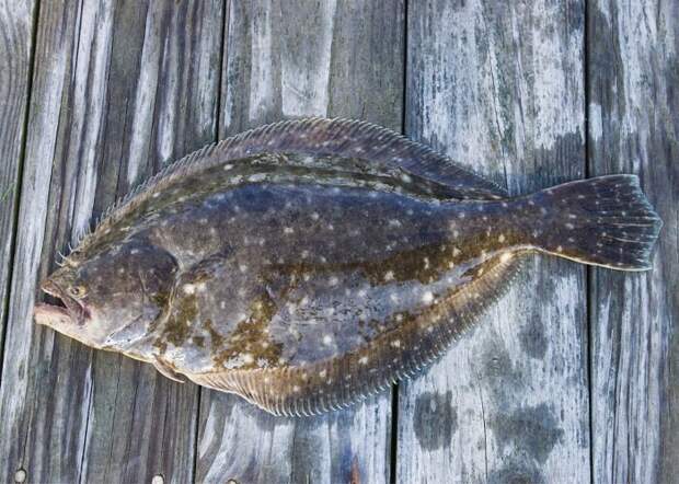 Bigpicture ru без названия 2022 06 22t110150.866