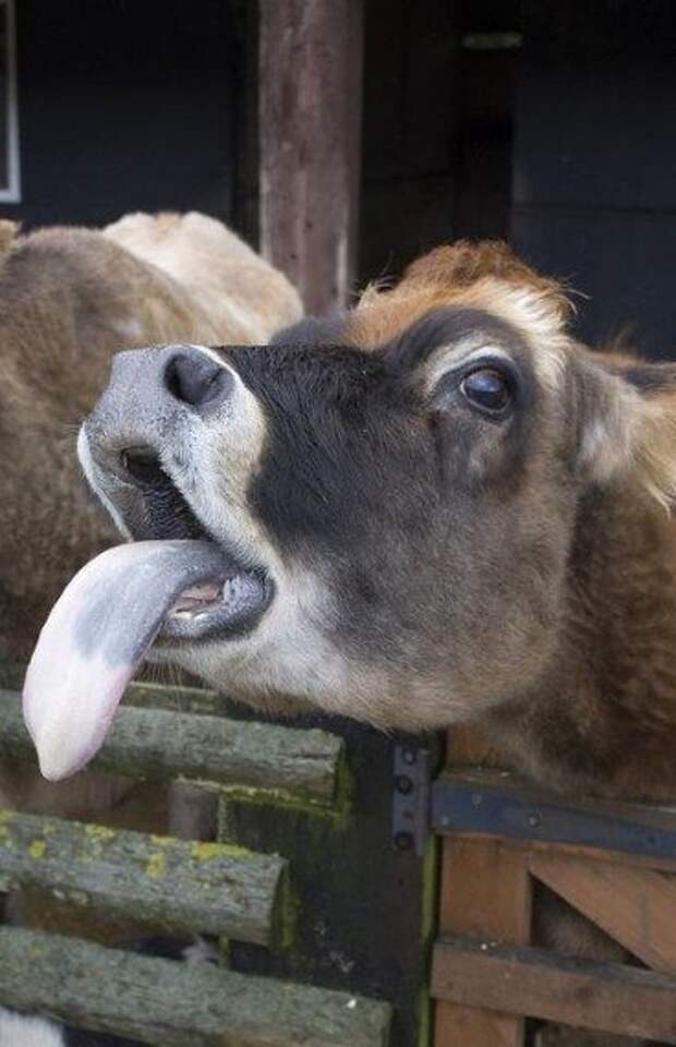 Они тоже дразнятся?