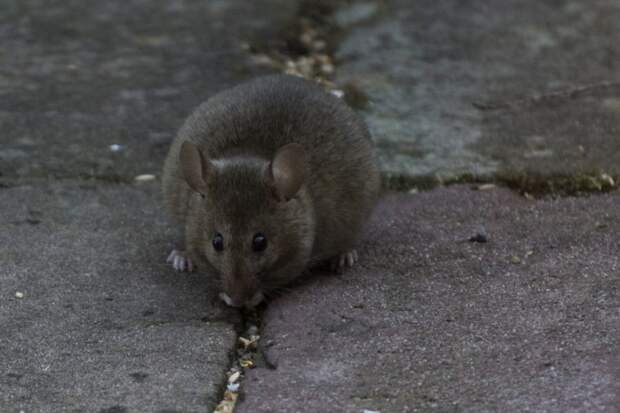 Грачевский парк начали захватывать крысы