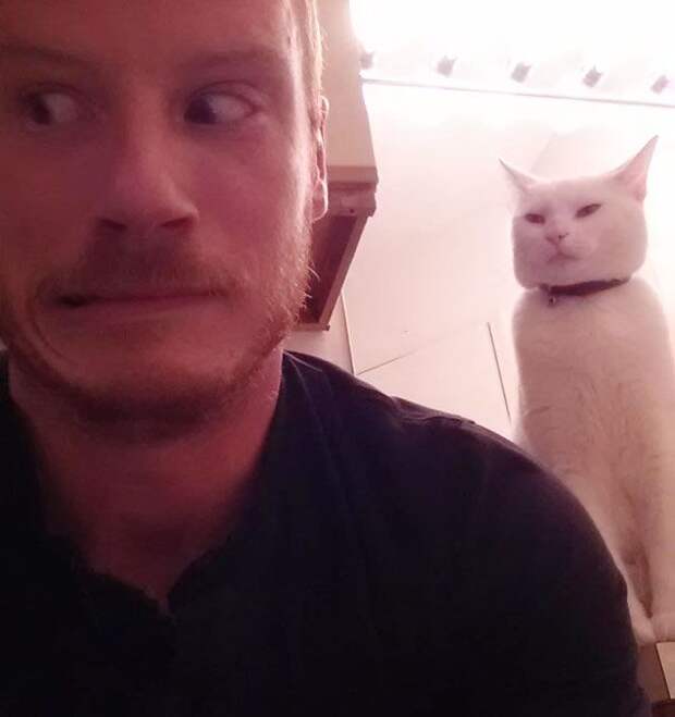 кошки, которые хотя убить своих владельцев, злые кошки