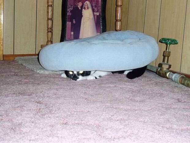 Смешные кошки