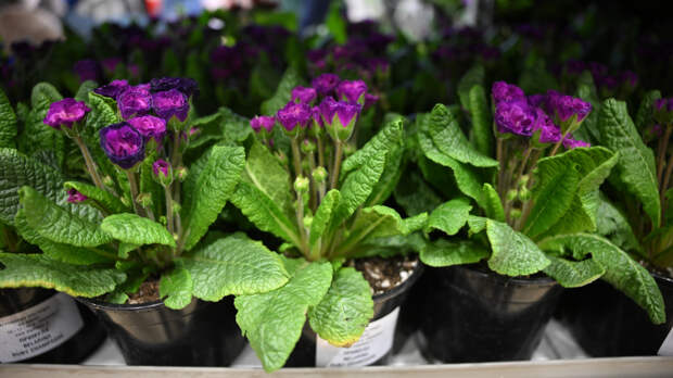 Секрет идеального полива: нужно ли отстаивать воду для растений