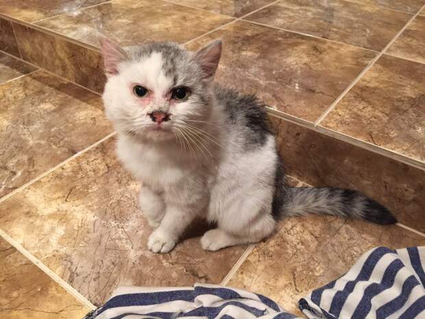помощь больному котенку больной котенок