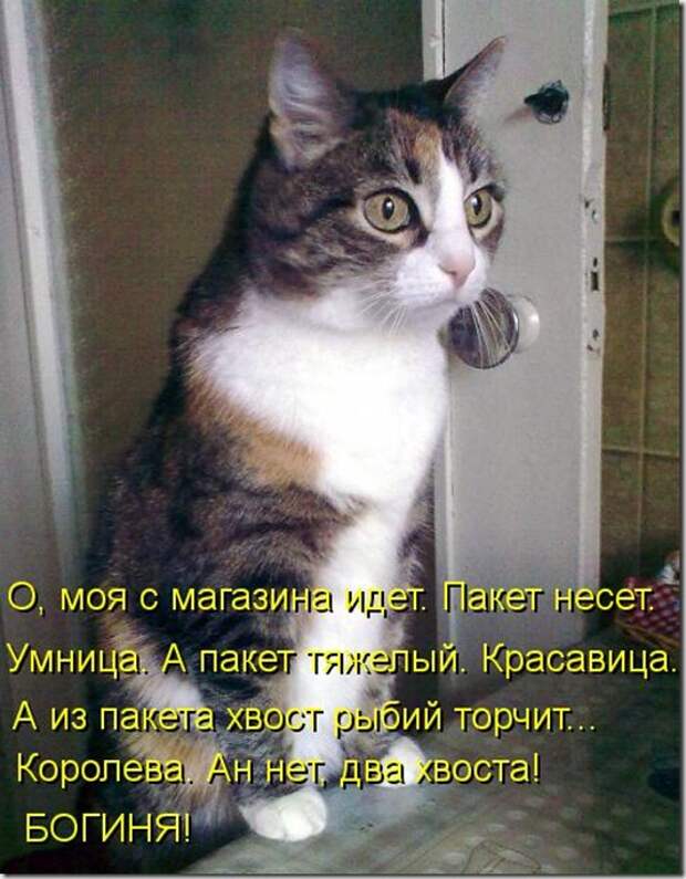 kotomatritsa_8