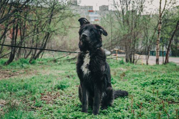 собака на прогулке